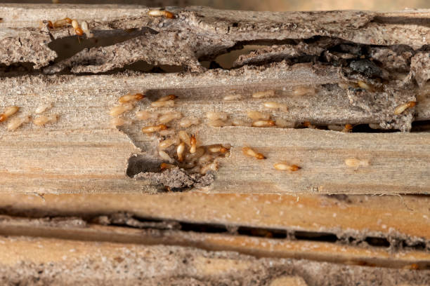 Professional Pest Control in Whitaker, PA